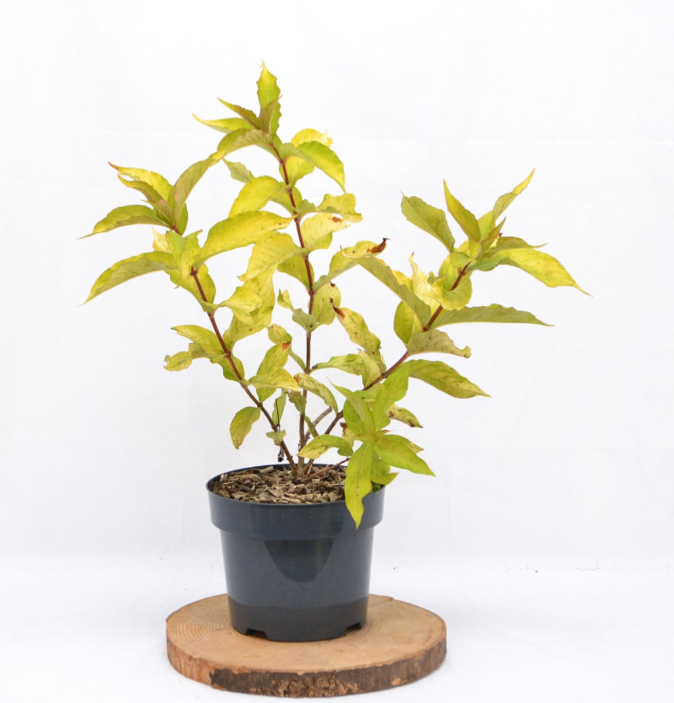 Weigela florida 'Jean's Gold' - C3 20-40 CM